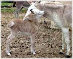 Hope & Dam, Stormy (9140 bytes)