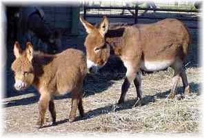 Miniature Donkey My World Kelly & jennet foal, My World Lexus (11,214  bytes)