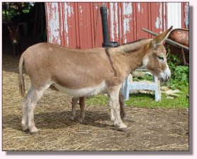 My World Lexus - August 2004