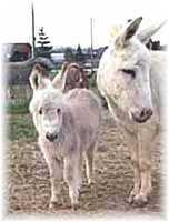 Miniature Donkey My World Lit'l Rascal (5235  bytes)