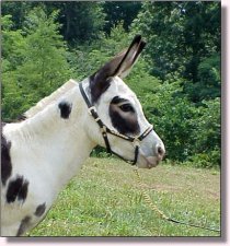 Fisher's Painted Liz Clayborne