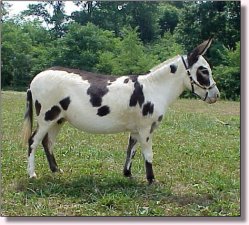 Fisher's Painted Liz Clayborne