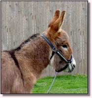 Datota Red April, 2002 (8705 bytes)