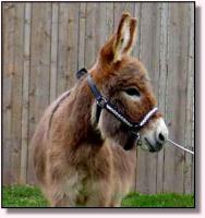 Datota Red April 2002 (8492 bytes)