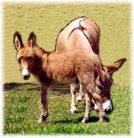 Miniature Donkey My World Gambler (7054 bytes)