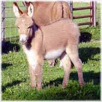 Miniature Donkey My World Gambler (7486 bytes)