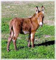 Miniature Donkey My World Paulie (8999 bytes)