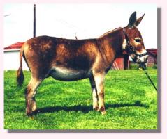 MW Phoenix (11,386 bytes)