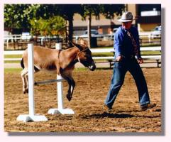 My World Poncho Via (14,245 bytes)