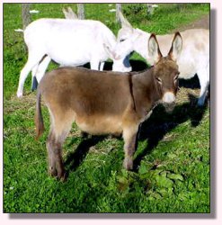 My World Morning Star