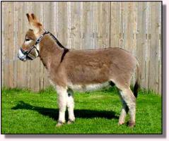 Miniature Donkey My World Taylor, aka Headlight (11,627 bytes)