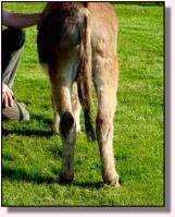 Miniature Donkey My World Taylor, aka Headlight (9348 bytes)