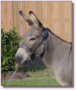 Parkside May Flowers