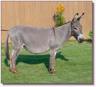 Parkside May Flowers