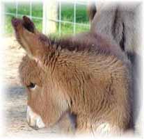 Miniature Donkey My World Mercedes (6967  bytes)