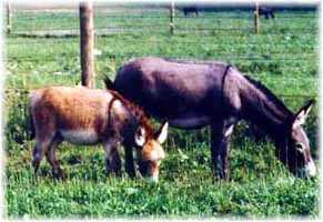Miniature Donkeys My World Millisa & My World Wiggles (11,718 bytes)