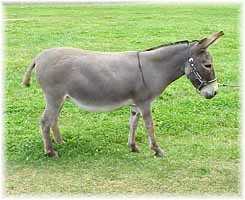 Miniature Donkey My World Millisa (8664 bytes)