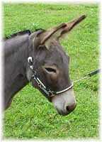 Miniature Donkey My World Millisa (5651 bytes)