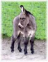 Millisa's unnamed jack foal (5850 bytes)