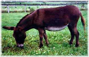 Miniature Donkey My World Mindy (11,696 bytes)