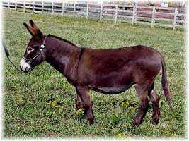 Miniature Donkey My World Holly (13,041  bytes)