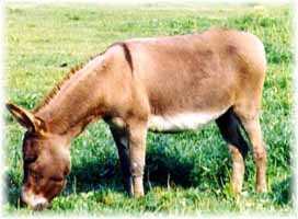 Miniature Donkeys My World Myra (9809 bytes)