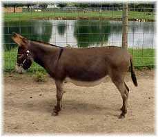 Miniature Donkey My World Nikki (7039 bytes)