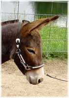 Miniature Donkey My World Nikki (4848 bytes)
