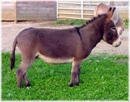 Miniature Donkey My World Nikki (12,642 bytes)