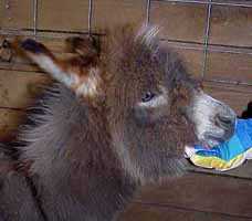 Parker's Lovable Face! (5952 bytes)