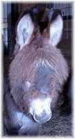 Miniature Donkey My World Parker (3907  bytes)