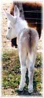 Miniature Donkey My World Patches (4165  bytes)