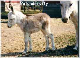 Miniature Donkey My World Frosty & Mom (10,113  bytes)