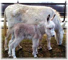 Miniature Donkey My World Frosty & Mom (8188 bytes)