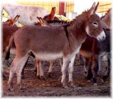 Miniature Donkey My World Paulie (10,827 bytes)