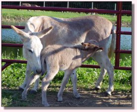 My World Peppermint Twist & Dam, My World April Storm