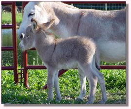 My World Peppermint Twist & Dam, My World April Storm