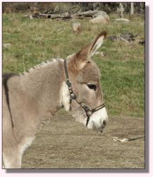 My World Peppermint Twist