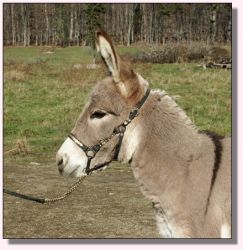 My World Peppermint Twist