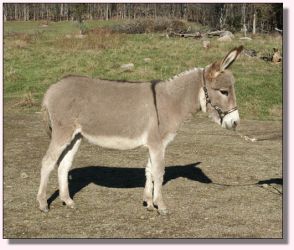 My World Peppermint Twist