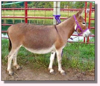 Pine Grove Farm Trifle