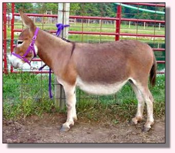 Pine Grove Farm Trifle