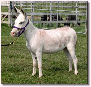 MGF Pink Champagne 316