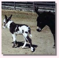 Information coming soon! (10,206 bytes)