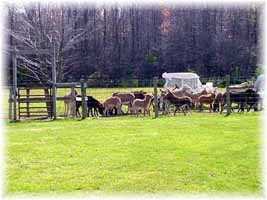 The Race is Over!(9031 bytes)