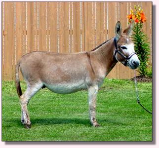 Rearrview's Red Rock