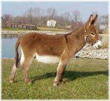 Miniature Donkey My World Santana (10,807 bytes)