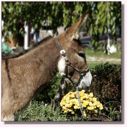 My World Scarlet O'Hara