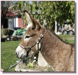 My World Scarlet O'Hara