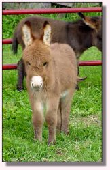 My World Secret Agent Man